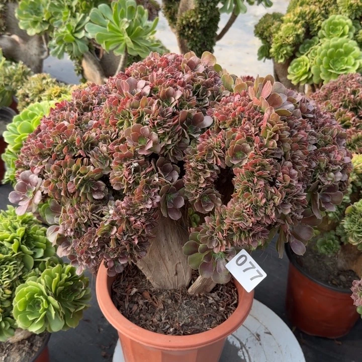 多肉植物玫瑰缀077