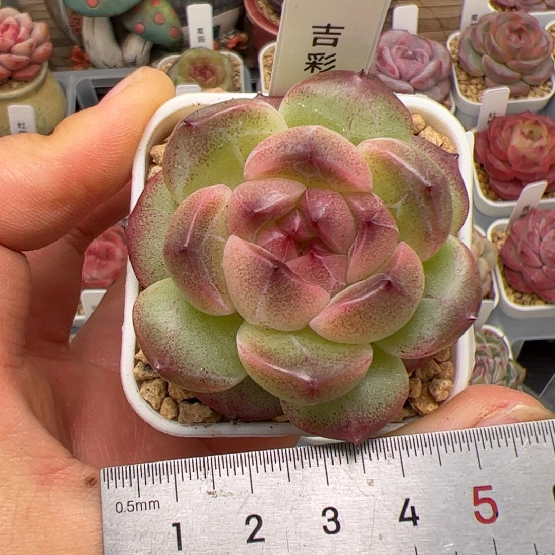 e****l041 多肉植物组合