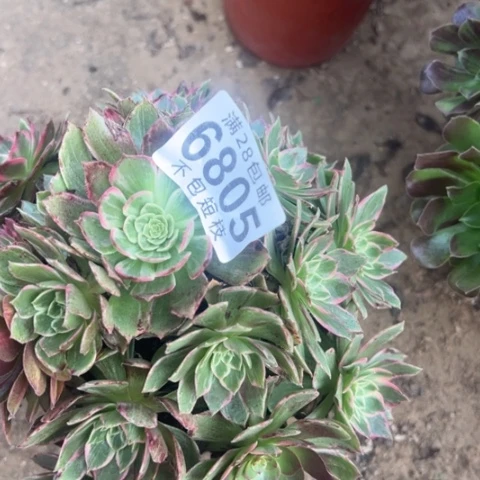 万话筒多肉植物法师6805