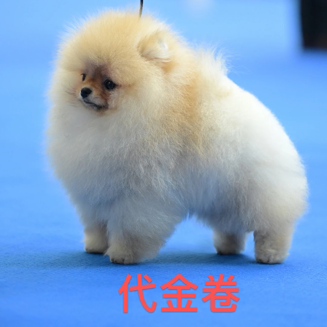 【1000元代金卷】收货立返—卓越博美专属