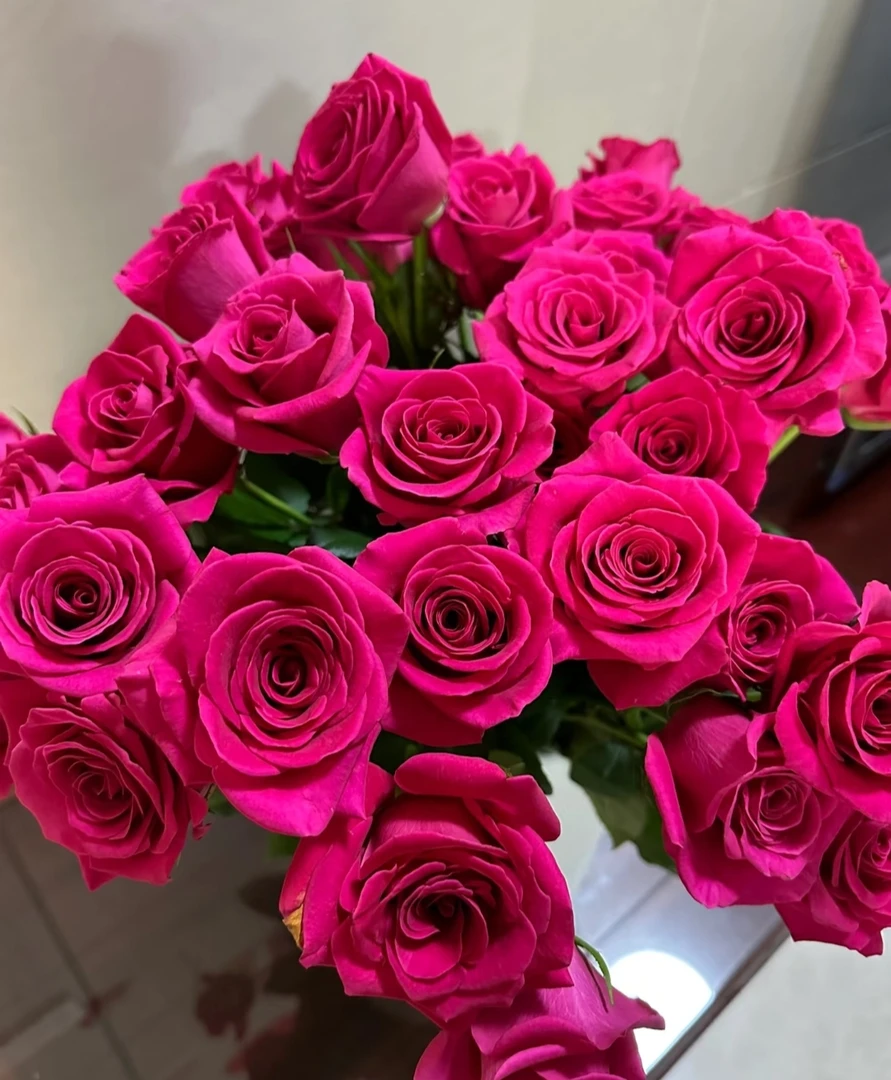 【九里花田】单头玫瑰弗洛伊德-当日采当日发-一单发申通两单发顺丰