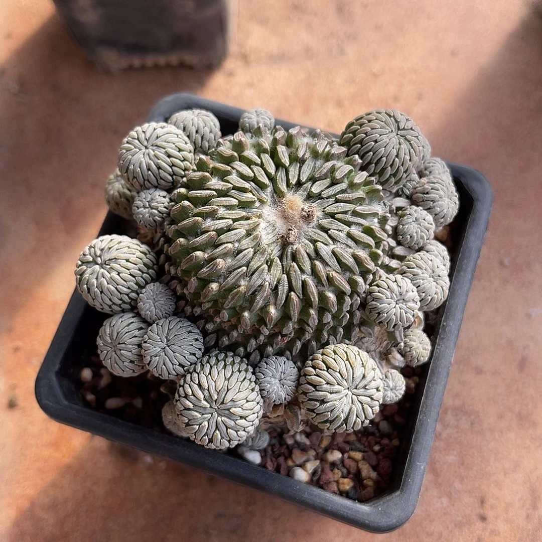 精巧丸仙人球一物一拍