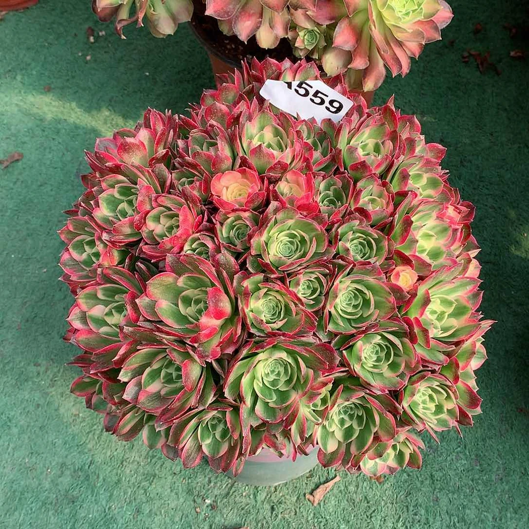 金*559.海王朵朵多肉植物