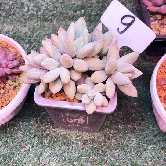 白兰地9号码牌子的话题了