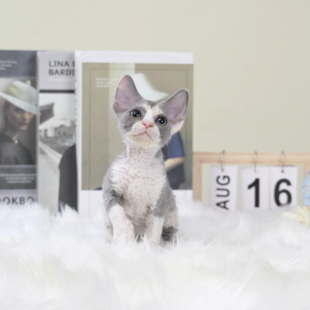 【小岛德文猫舍】塔牙  蓝乳三花- 生日 1.5