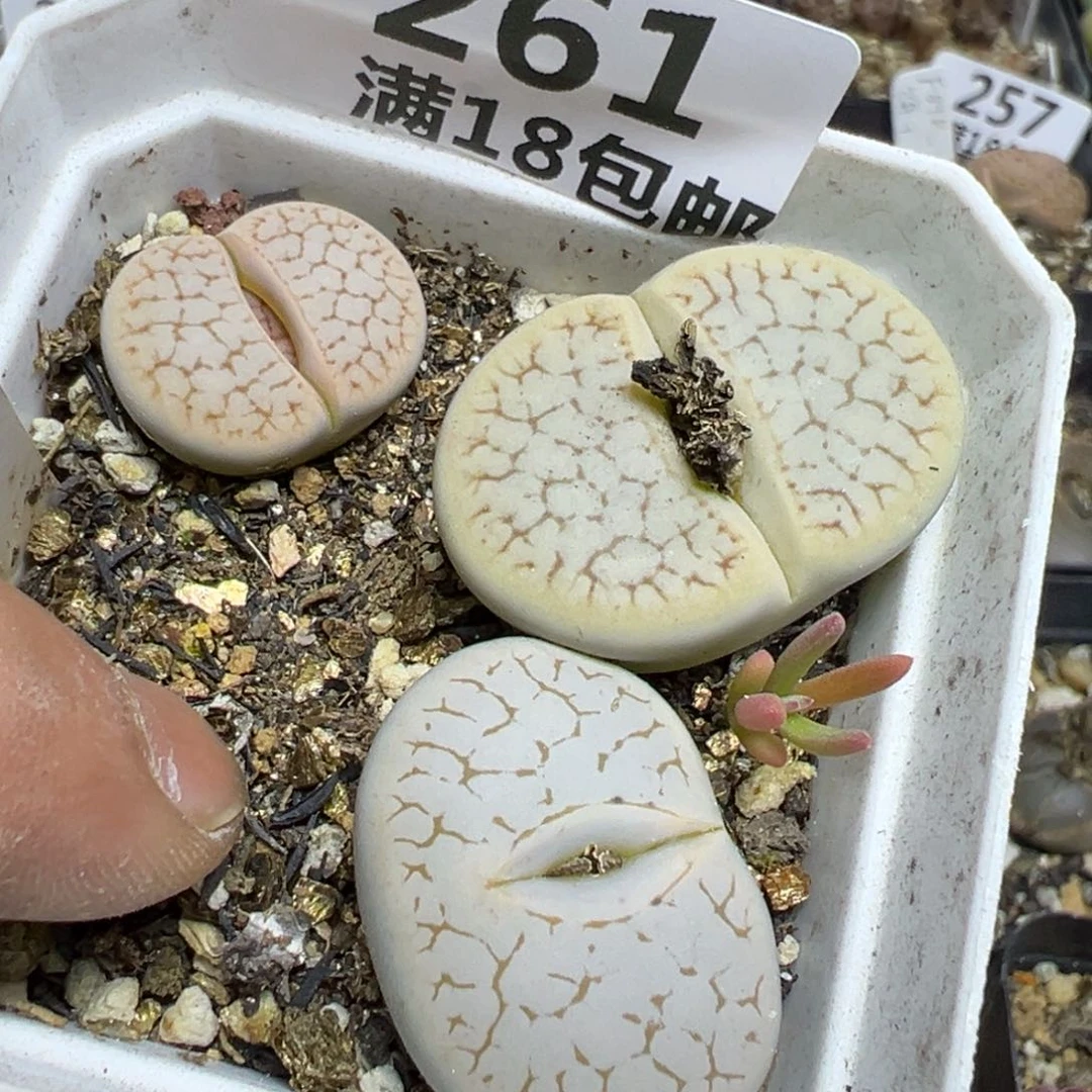 【闪购商品】 261。