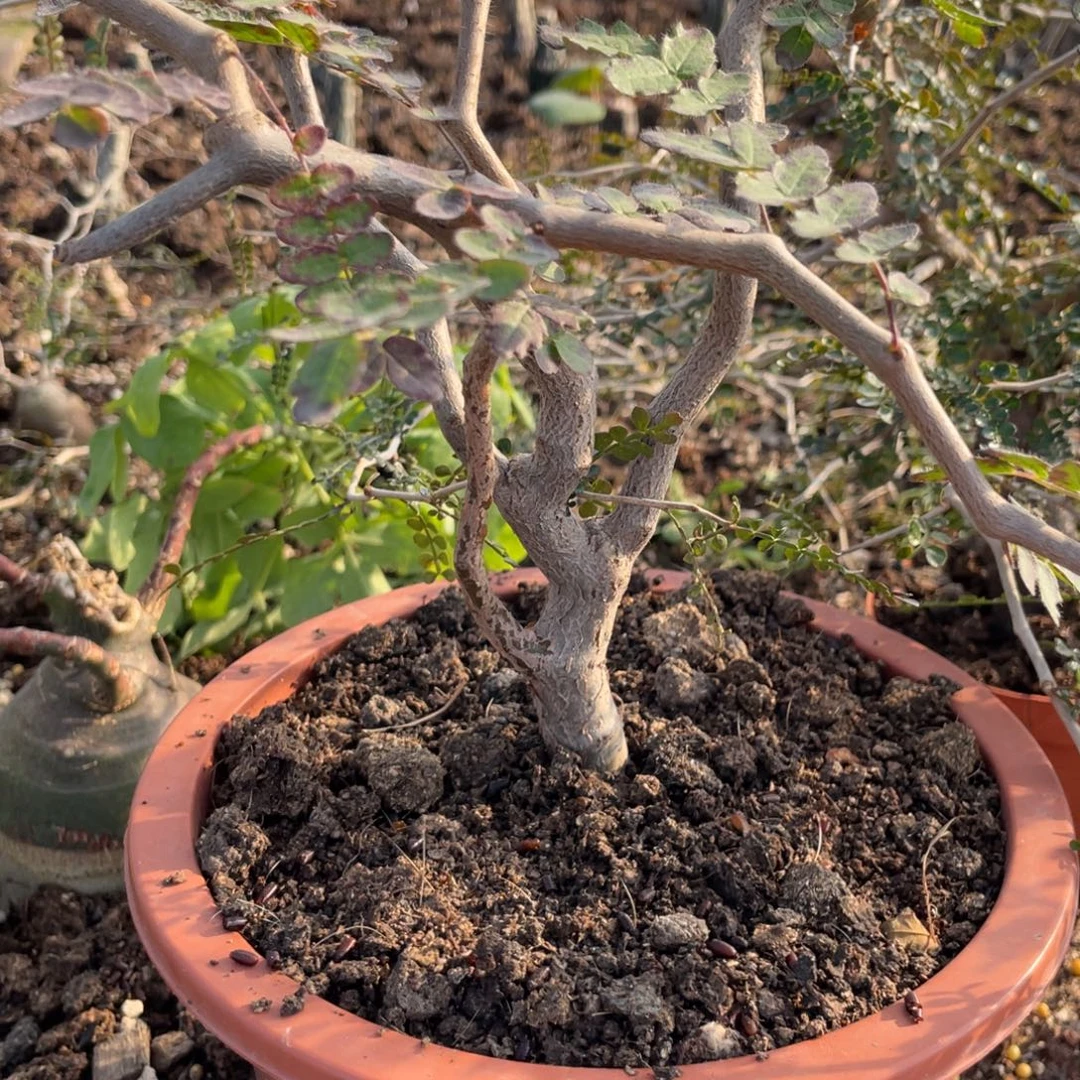 无花朵滔天橄榄111