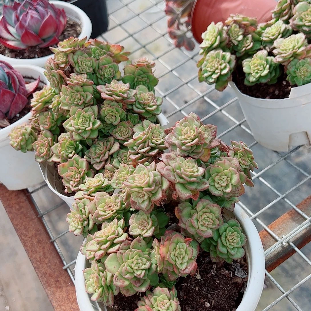 黄金蜡牡丹多头造型精品