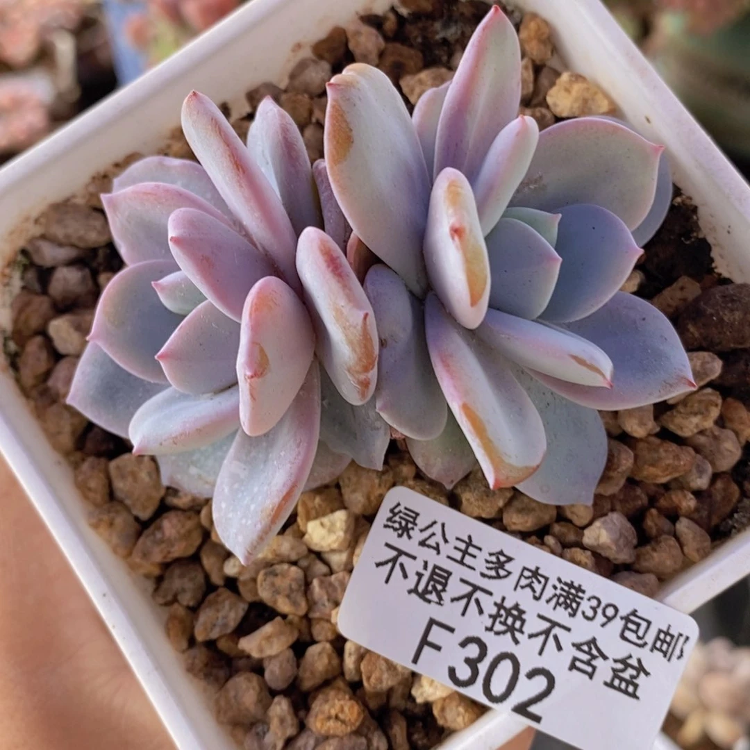 奶茶7cm302多肉植物