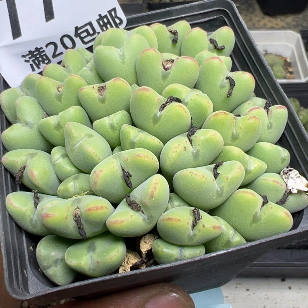 【闪购商品】 774。