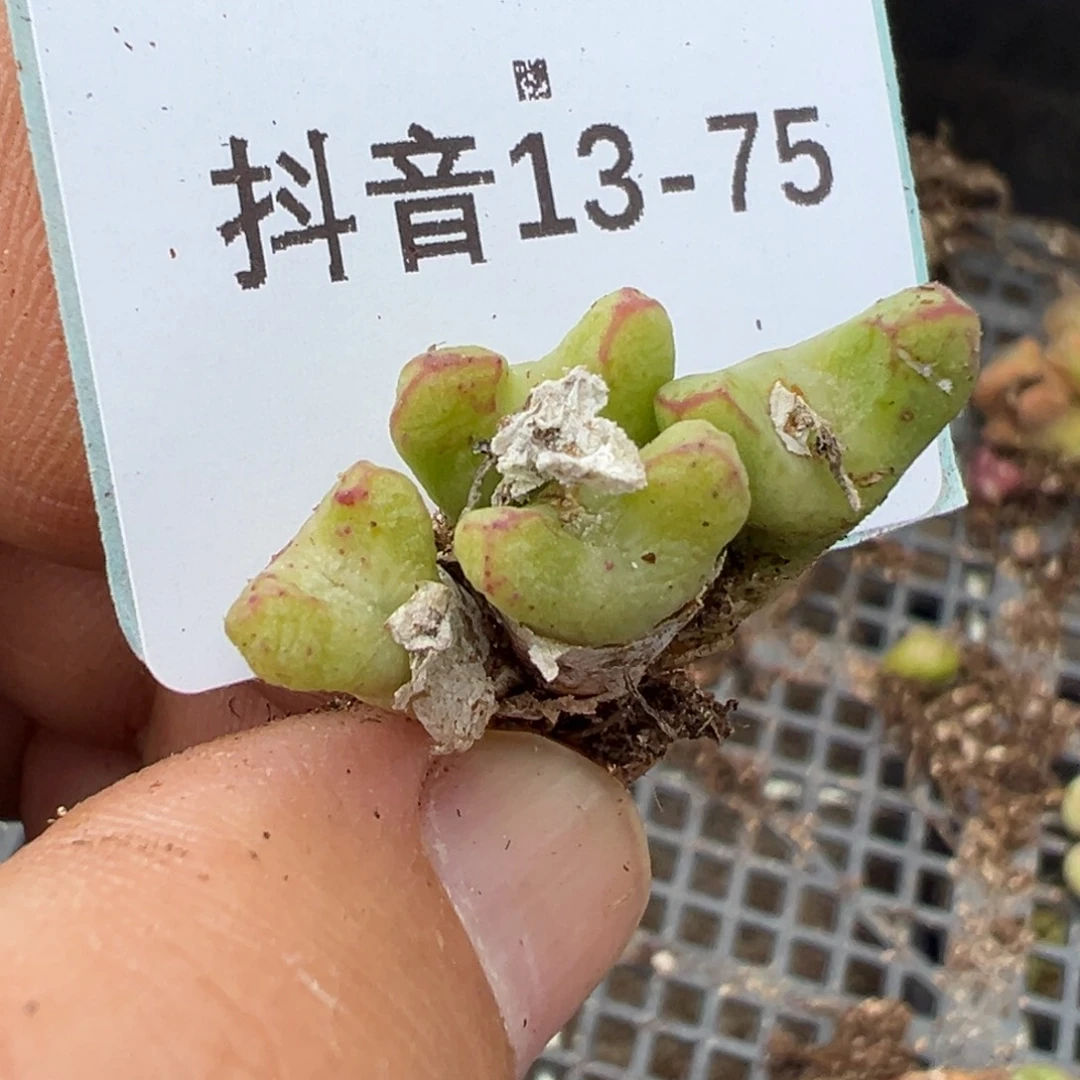 13-75肉锥多肉植物