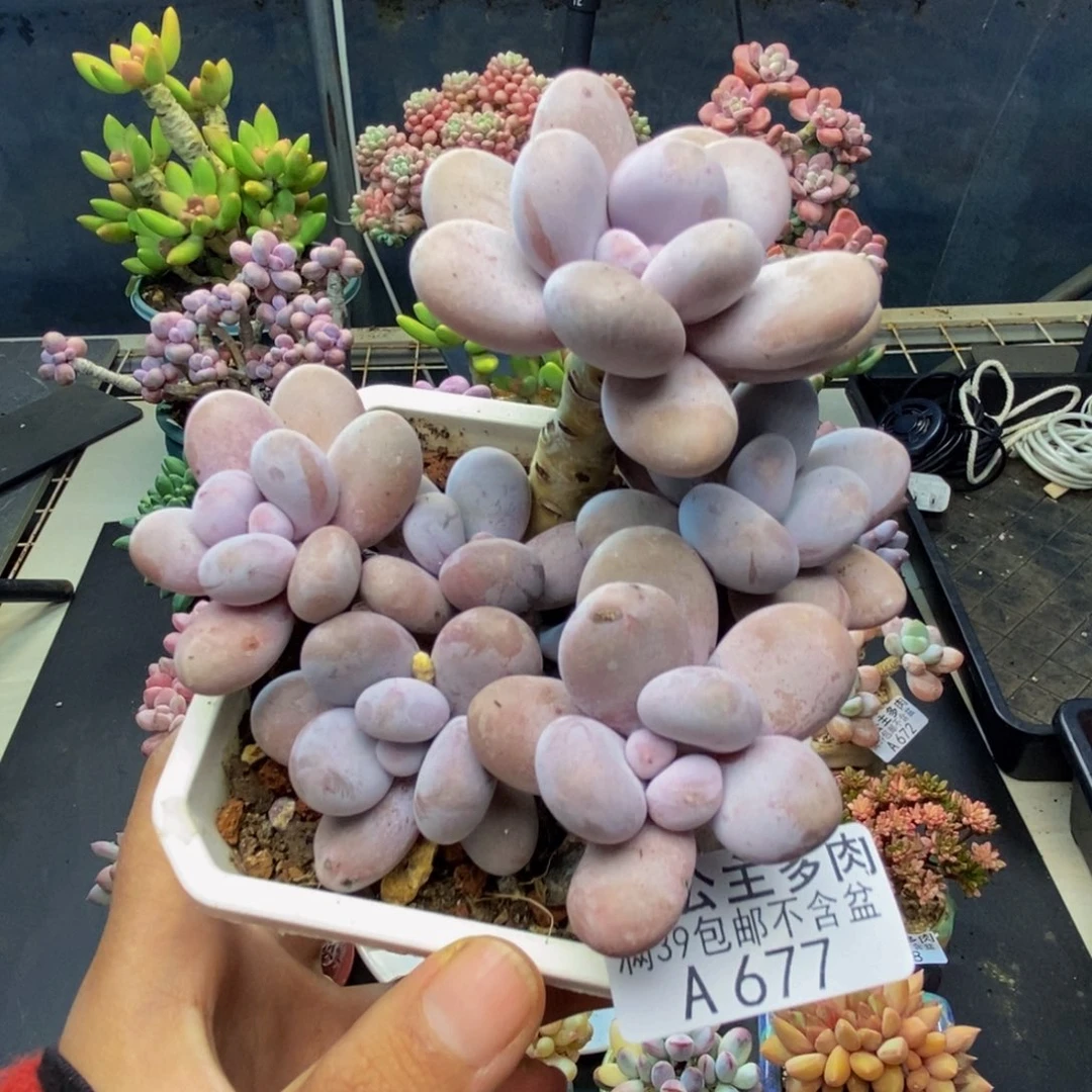 677水光针多肉8c m