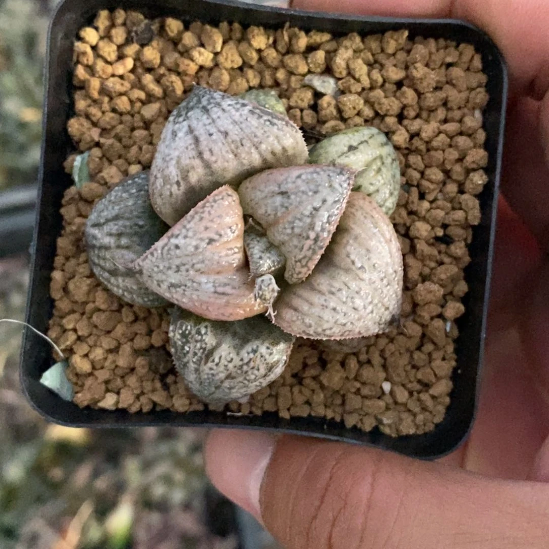 2924 一颗银皇 福利