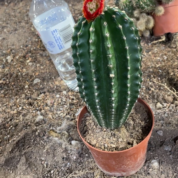 实生彩草图片脱土发