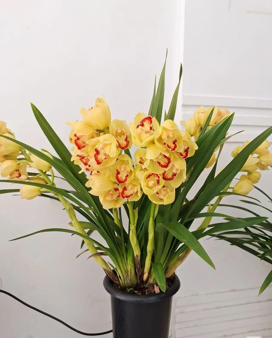 碟影3支 高货落地款室内办公室阳台客厅年宵花