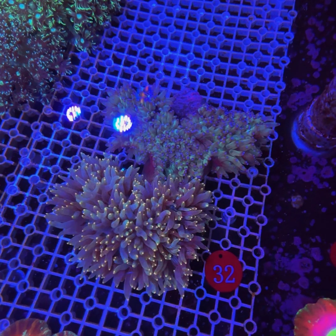 纽扣珊瑚万鱼来朝海水观赏