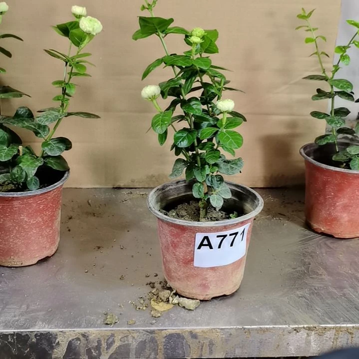 大部分花苞少量开放若*君