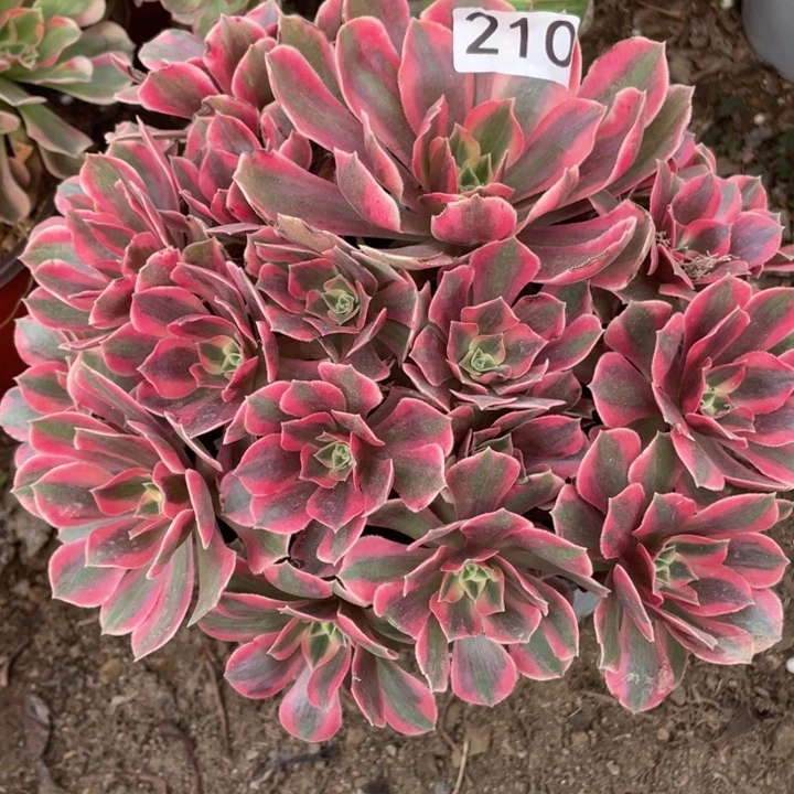 完全开放210多肉植物女妖