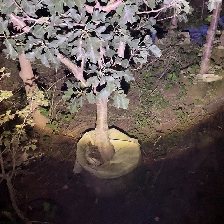 一物一拍山楂树之恋
