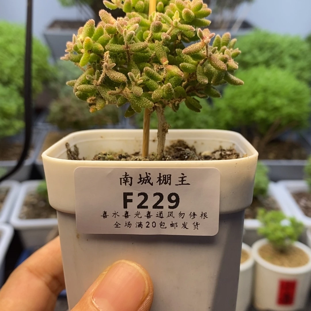229红麒麟枝干番杏