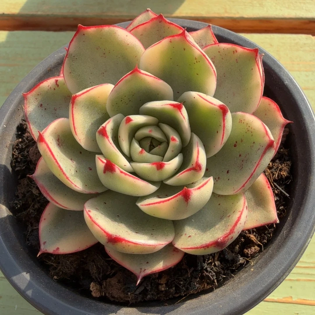 斗牛士锦锦上园艺一物一拍