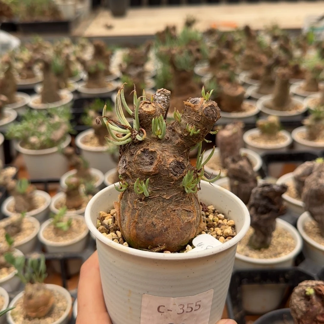 355白象奇峰锦块根植物
