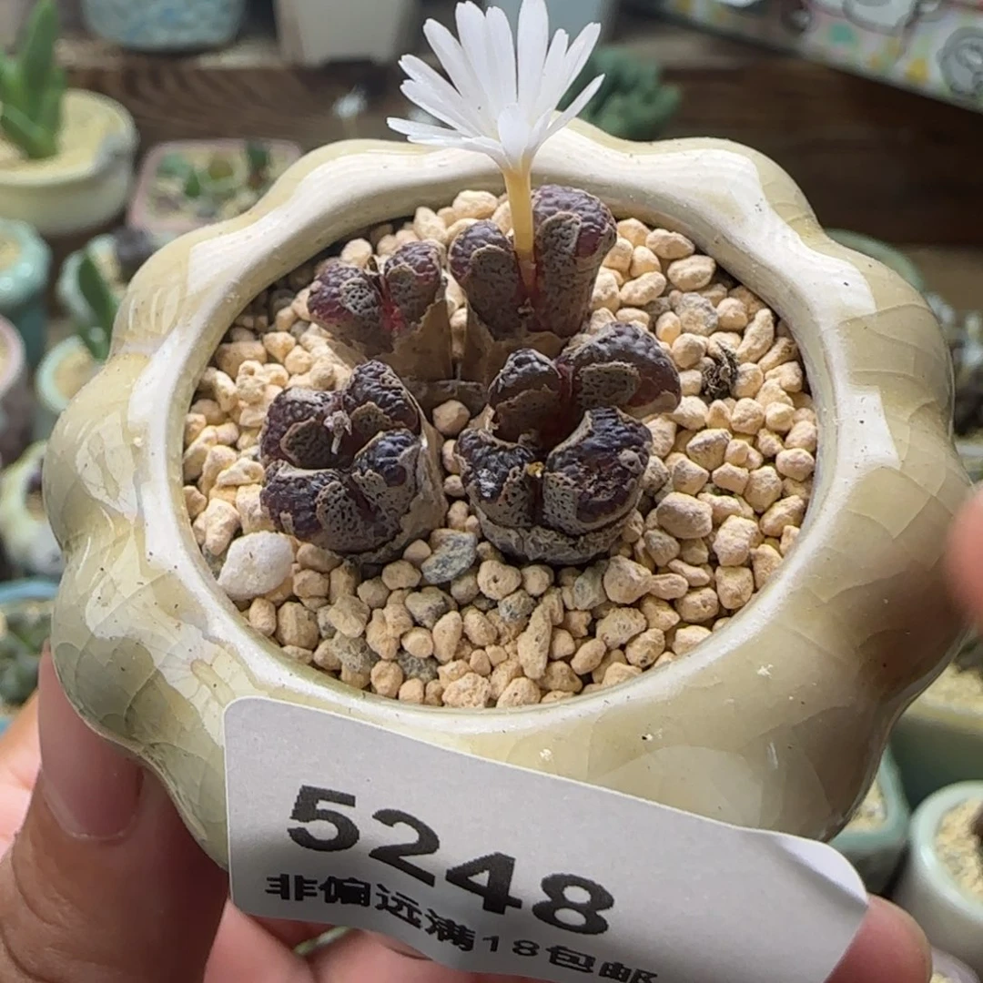 5248--一物一拍 带盆
