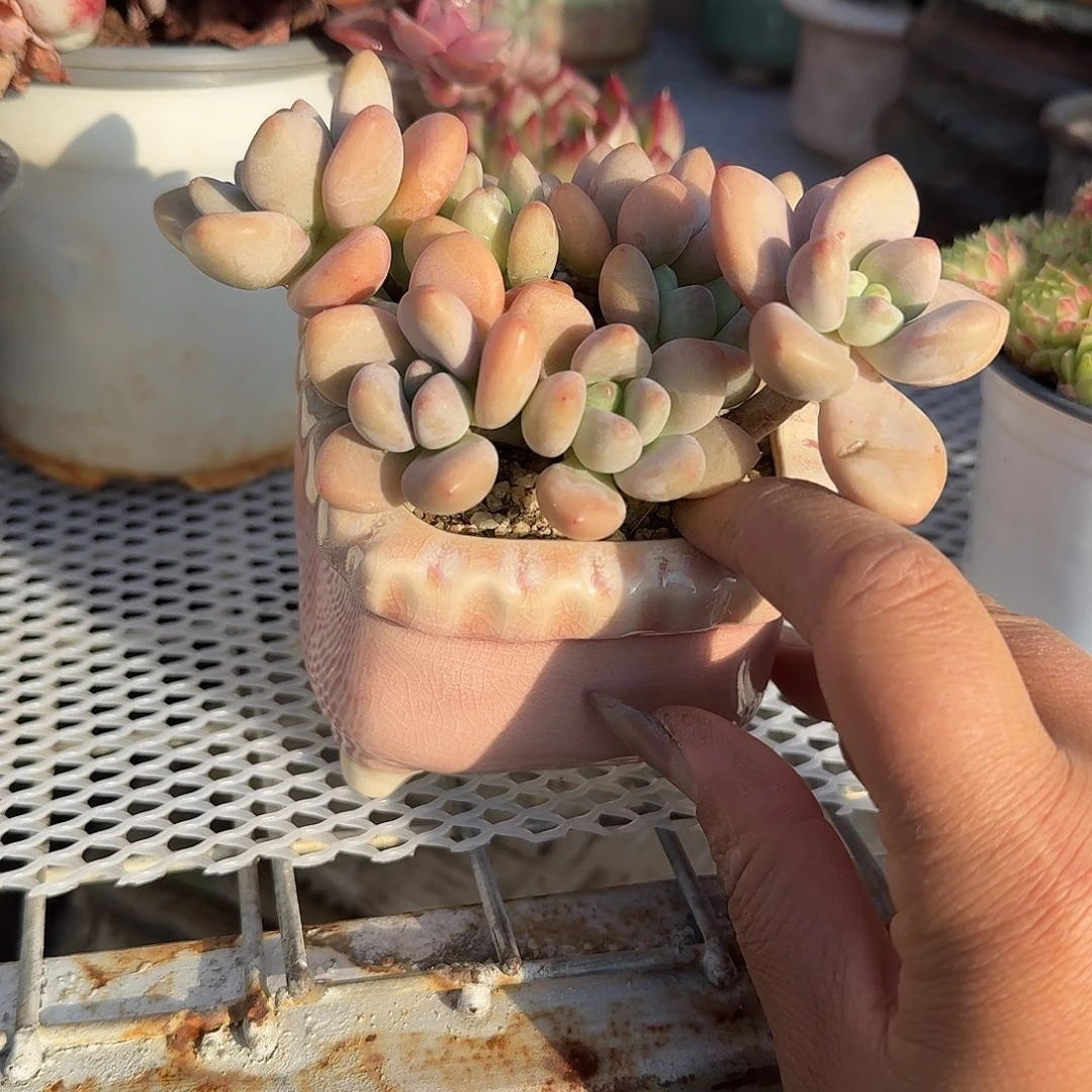 洛神带盆多肉植物