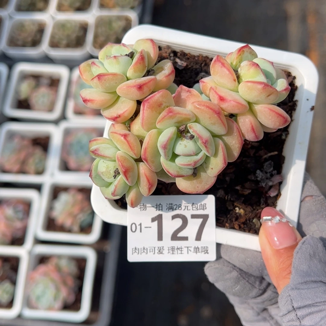 白底香草老桩多肉