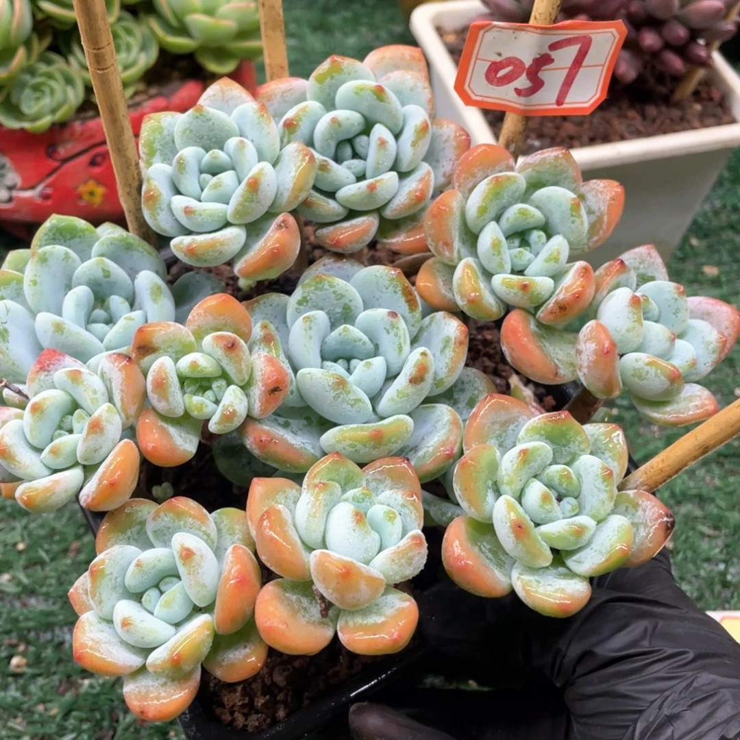 057 一物一拍满28包邮非偏远