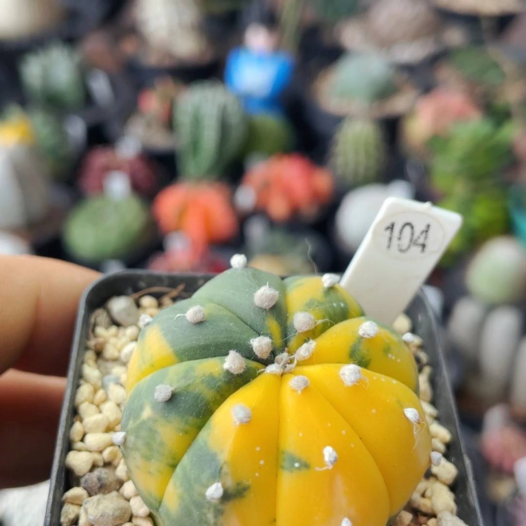 仙人球满28包邮盆口径5公分兜锦4公分