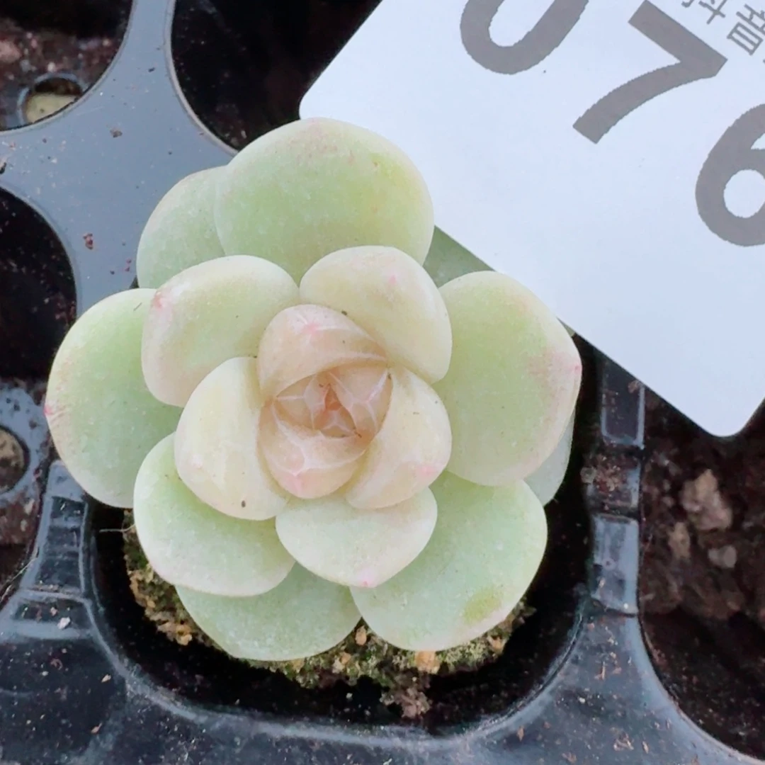 玉清风 多肉植物新品上新