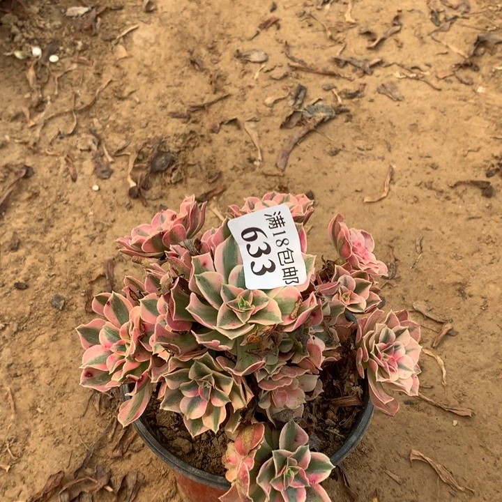 633粉女巫小手捧2