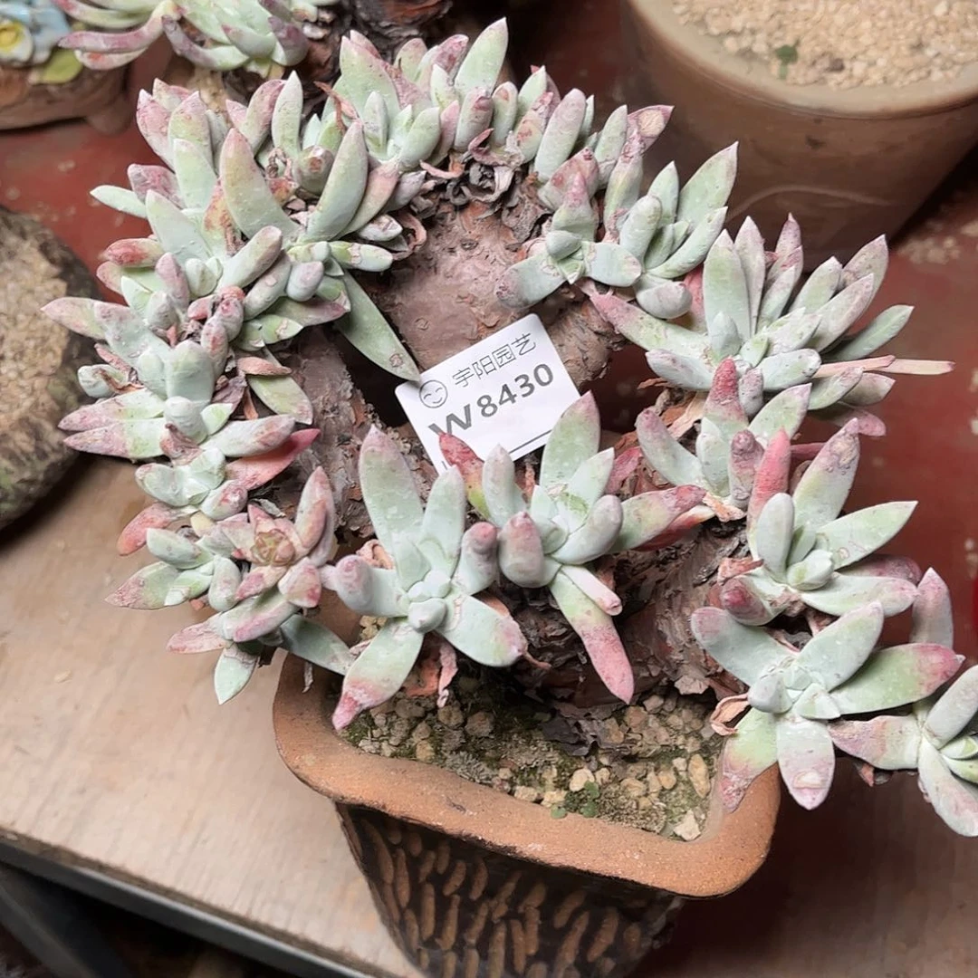 8430千收寄拇指仙女杯多肉