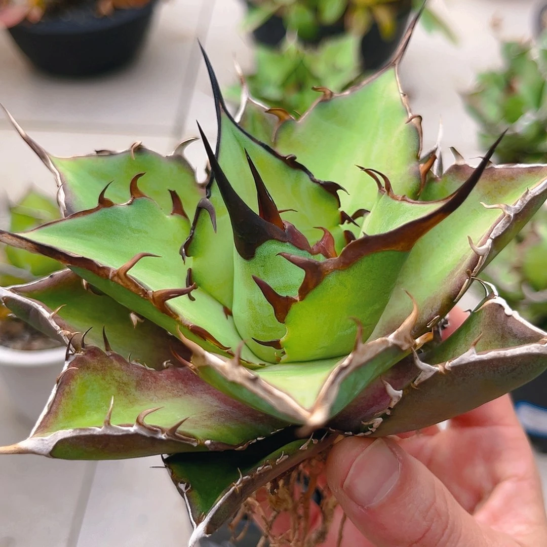 潮流植物狂刺黑蒂斯，