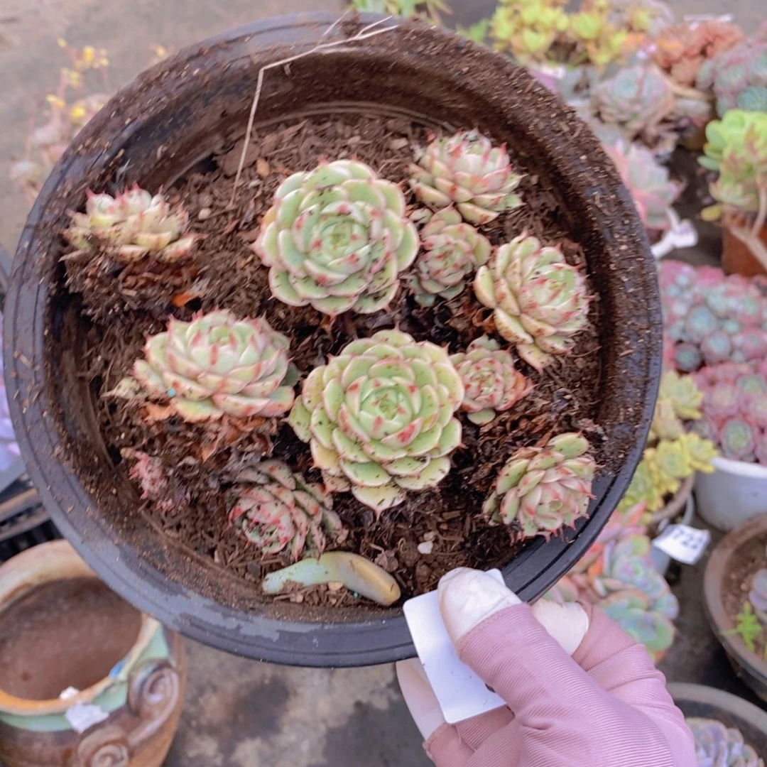 9739笨吧蒂斯一物一拍