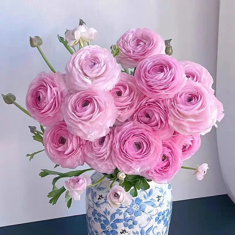 【基地批发】洋牡丹鲜花顺丰包邮牡丹花切花家用鲜花礼品鲜花礼物