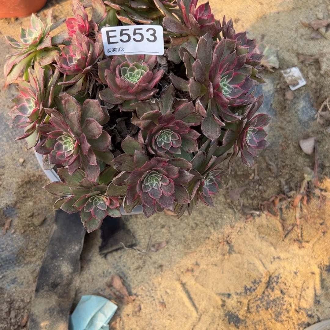 553万花筒多肉植物法师