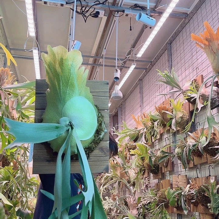 无花朵doublea。    a36