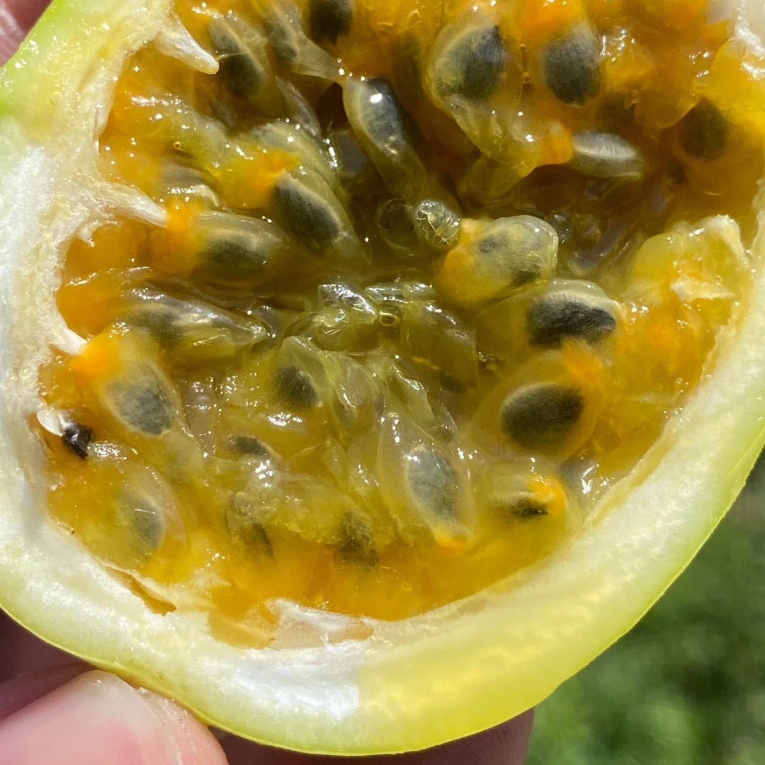 黄金百香果 很甜微酸 可直接空口吃 顺丰快递