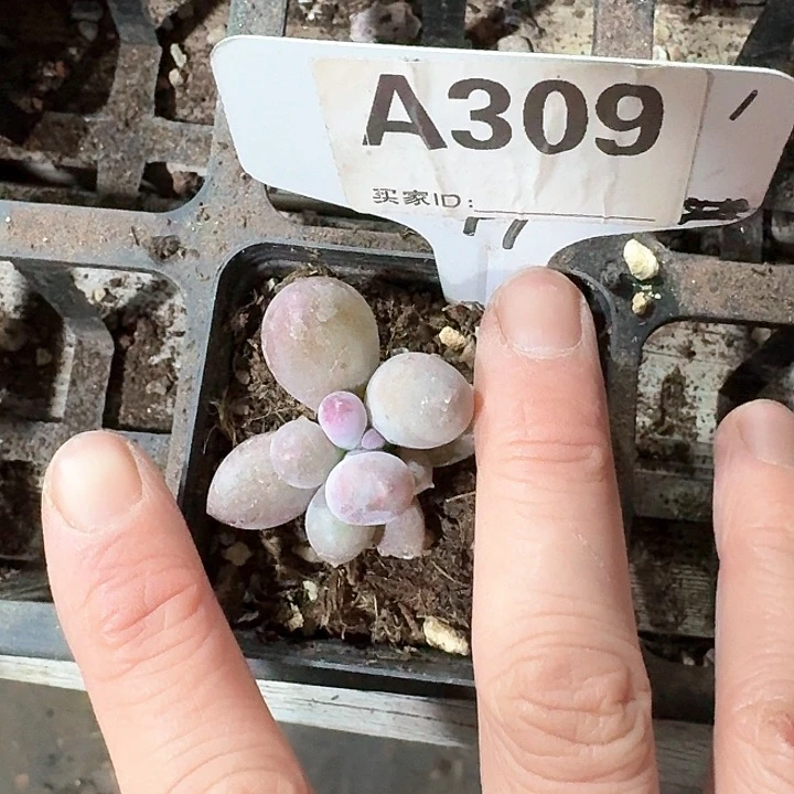 ?****ch x f h j f 309