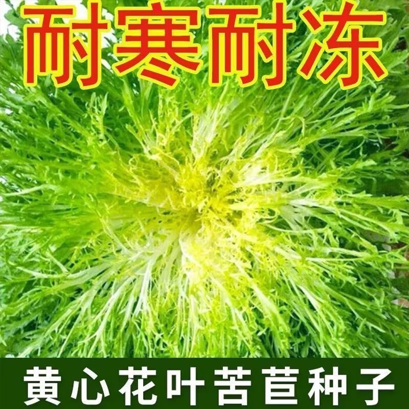 【全店满3包包邮】苦苣种子苗细叶苦菊养生碎叶苦菊黄心苦苣菜耐寒