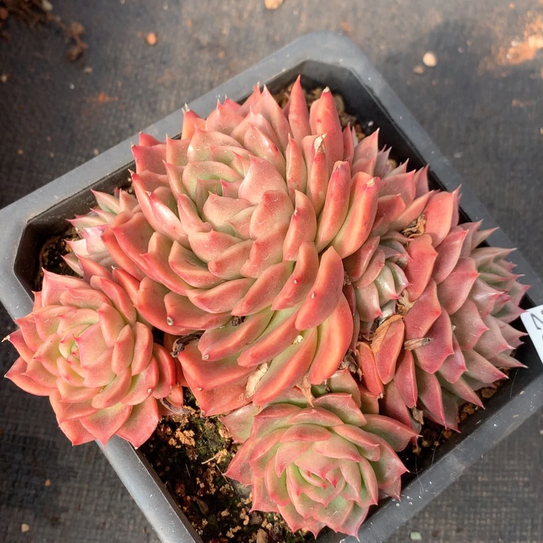 2838杂交多肉植物