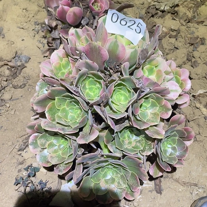 多肉植物法师625香妃