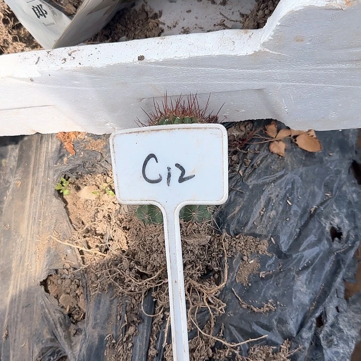 萌**乖大满贯40c12棚里草莓