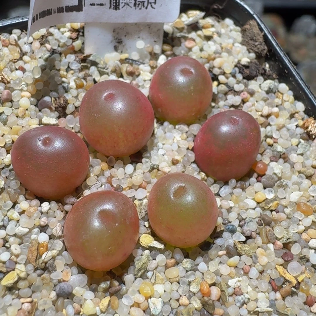 板娘私藏好屁屁1512