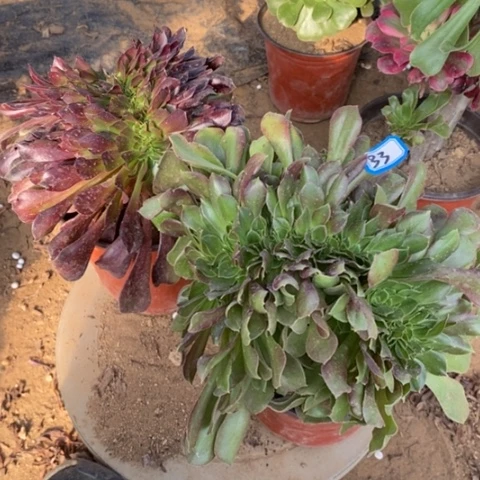 两颗缀化一物一拍