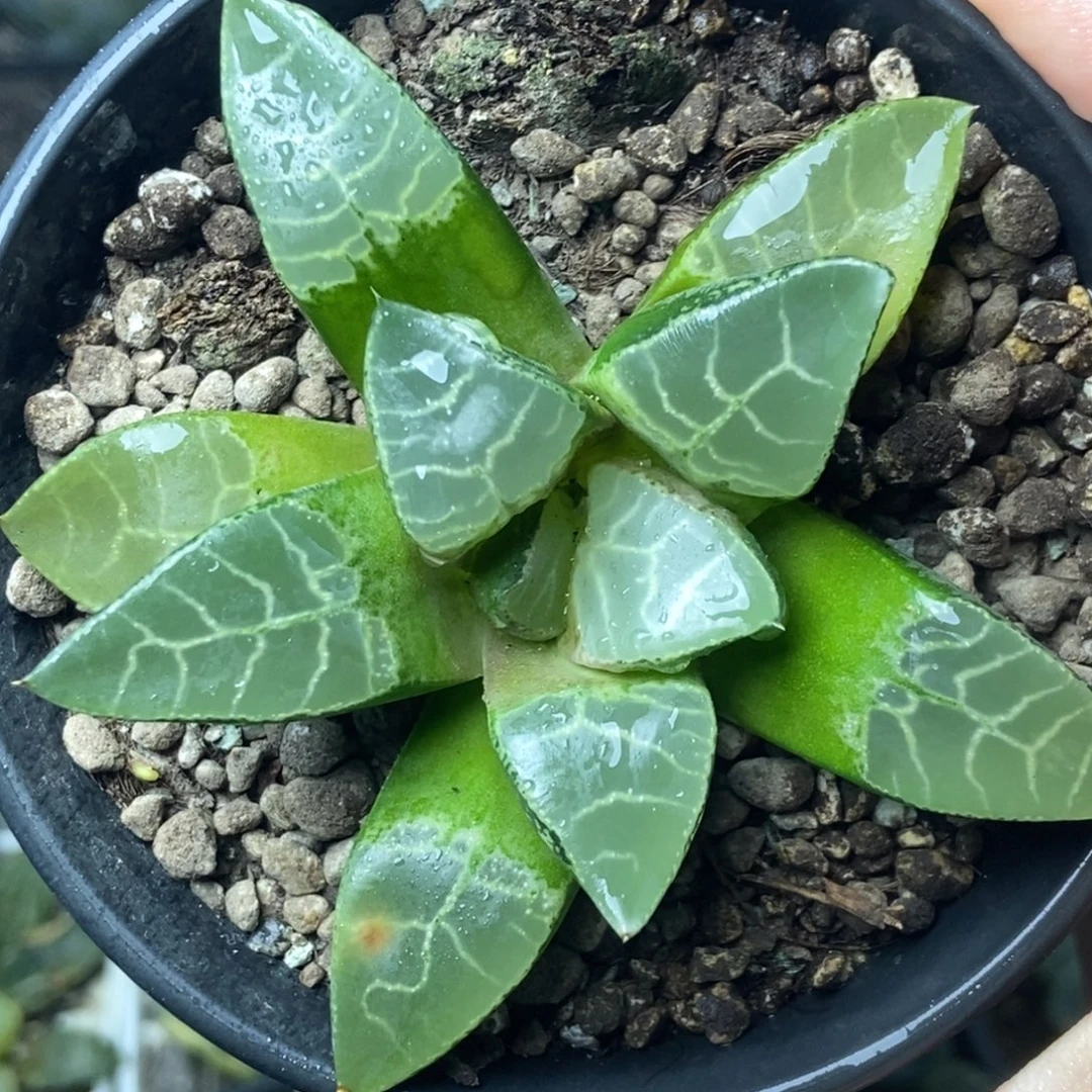 九重天寿一物一拍