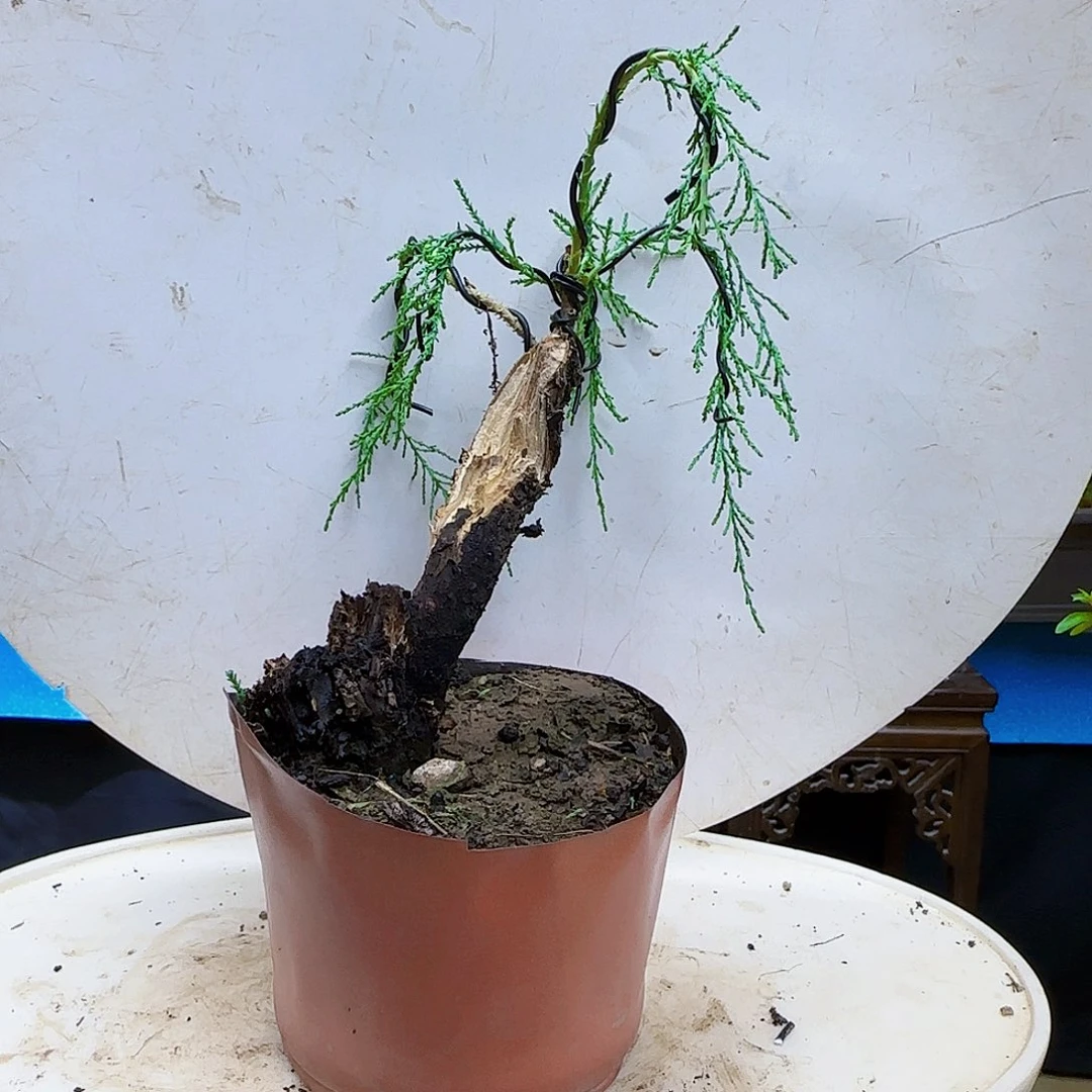 狼***腾无花朵三春柳柽柳带盆包邮