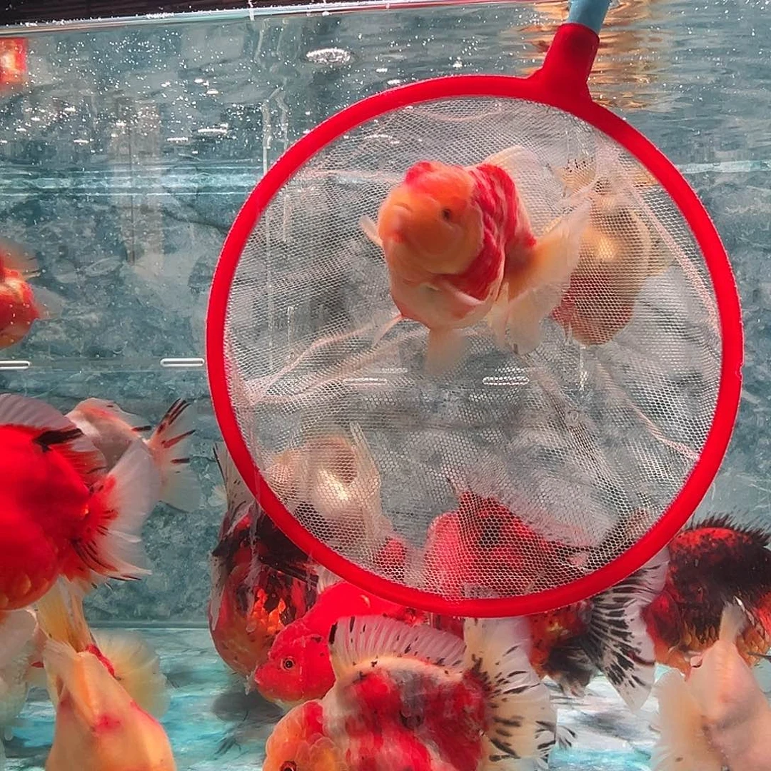 金鱼短尾将军泰狮